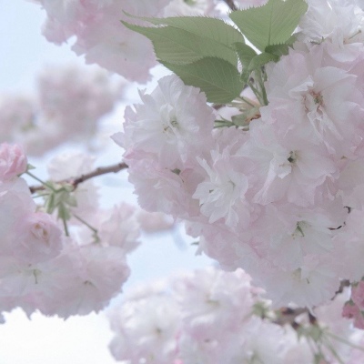 Furry绘画动态灵感福瑞交流群